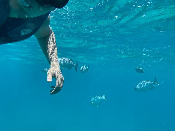 Snorkeling with tropical fish